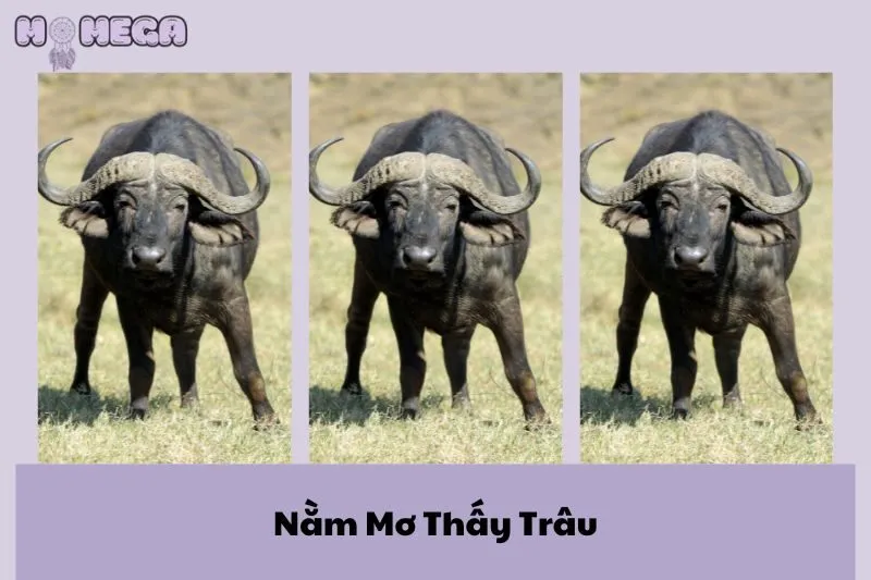 nam-mo-thay-trau-giai-ma-y-nghia-va-diem-bao-con-so-may-man