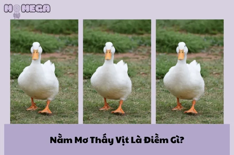 nam-mo-thay-vit-la-diem-gi-giai-ma-chi-tiet-ve-tai-loc-va-thinh-vuong