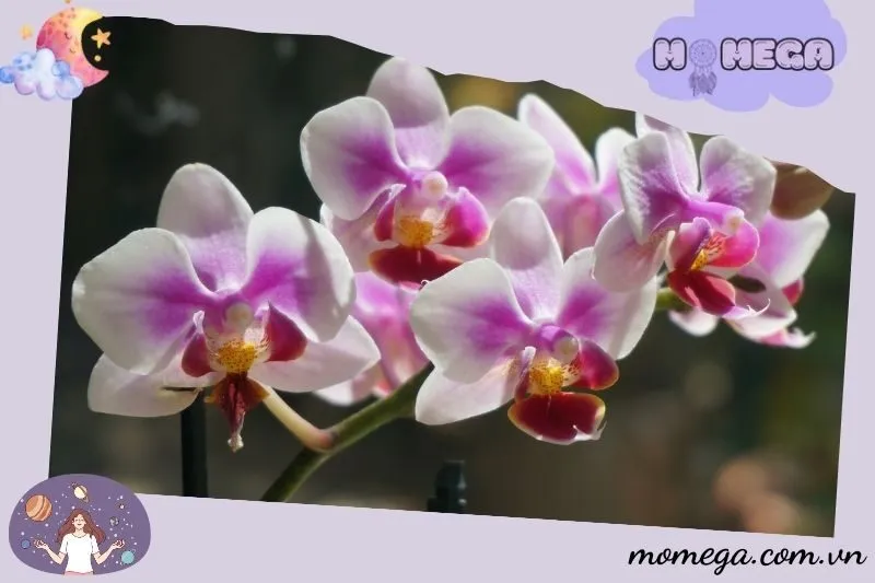 nhung-diem-bao-cu-the-khi-nam-mo-thay-hoa-lan