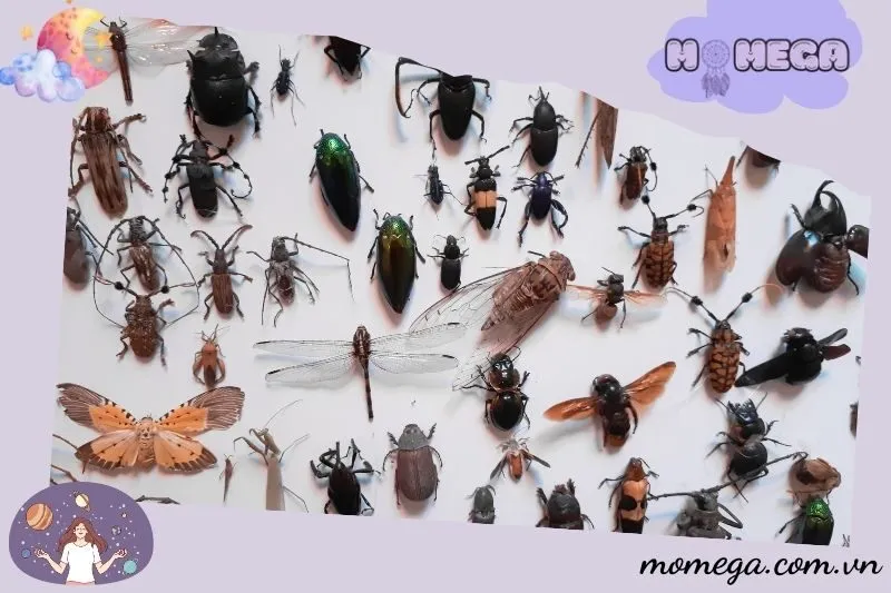 y-nghia-chi-tiet-cua-tung-loai-giac-mo-thay-sau-bo