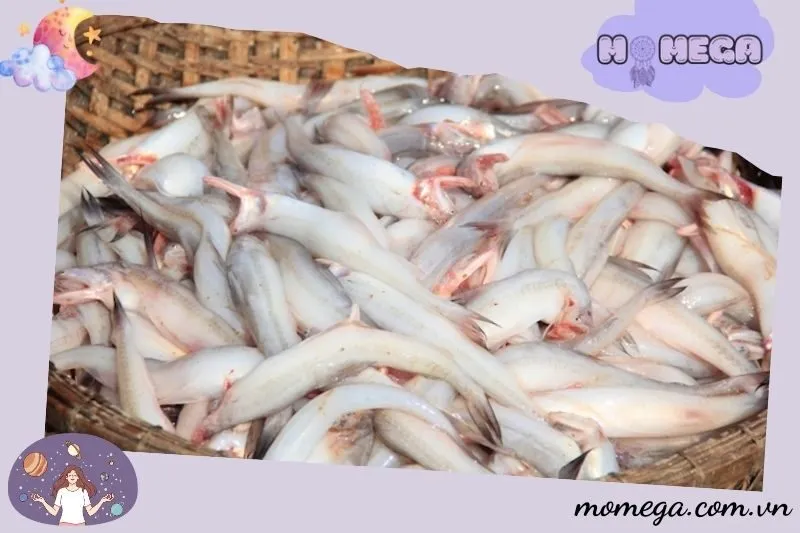 y-nghia-cua-cac-loai-ca-trang-cu-the-trong-giac-mo