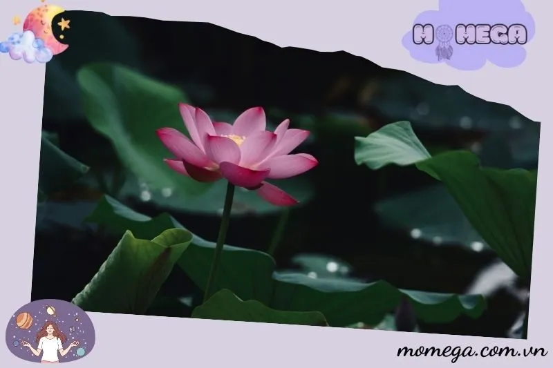 y-nghia-cua-giac-mo-nam-mo-thay-hoa-sen