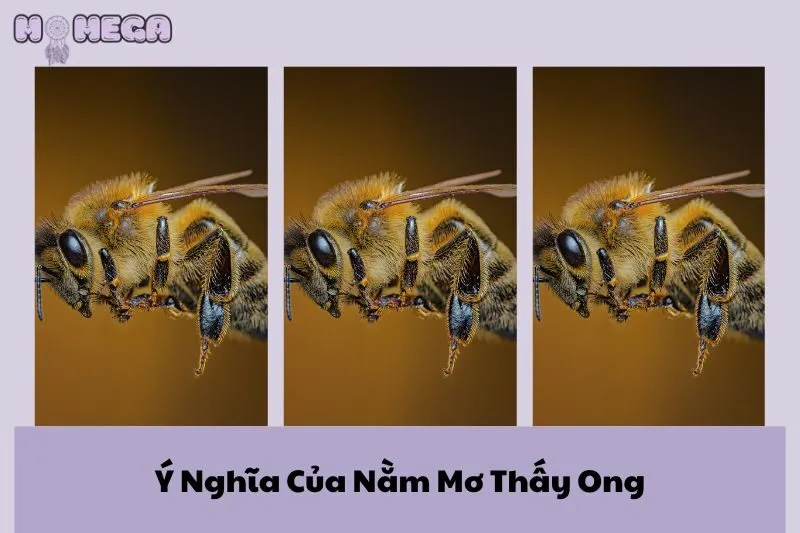 y-nghia-cua-nam-mo-thay-ong-diem-bao-va-tac-dong-den-cuoc-song