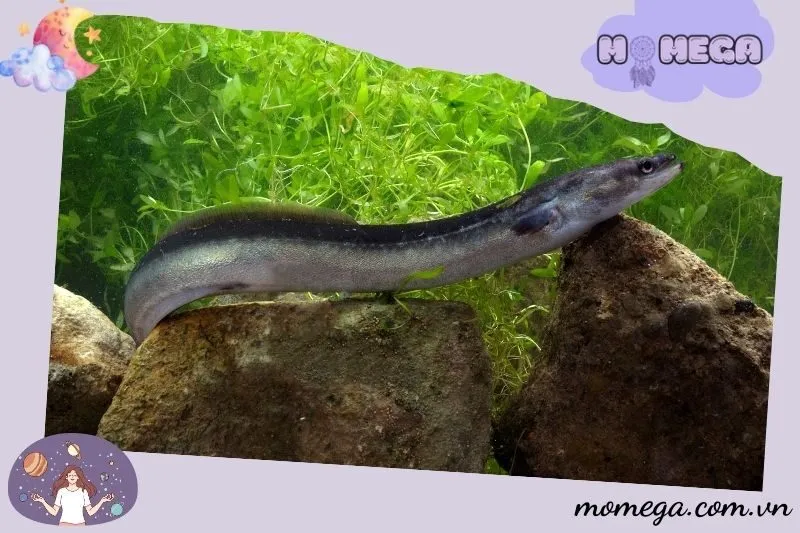 y-nghia-cua-tung-loai-giac-mo-thay-luon