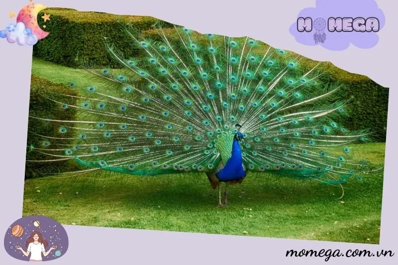 y-nghia-cua-viec-nam-mo-thay-chim-cong