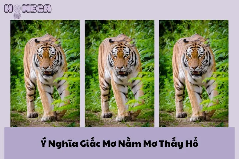 y-nghia-giac-mo-nam-mo-thay-ho-diem-bao-tot-hay-xau