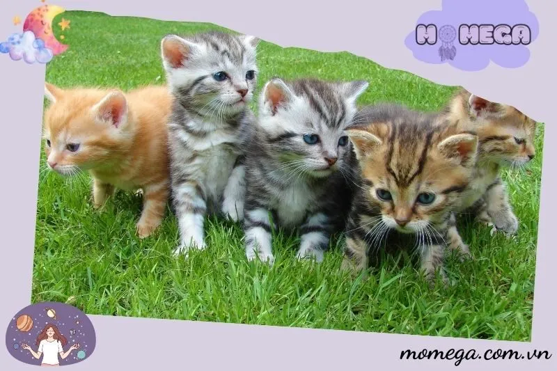 y-nghia-giac-mo-thay-meo-theo-mau-sac