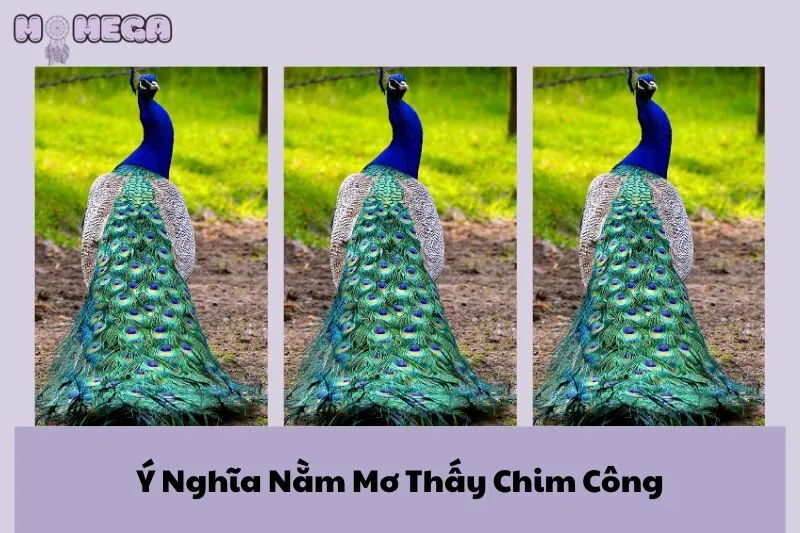 y-nghia-nam-mo-thay-chim-cong-diem-bao-con-so-may-man