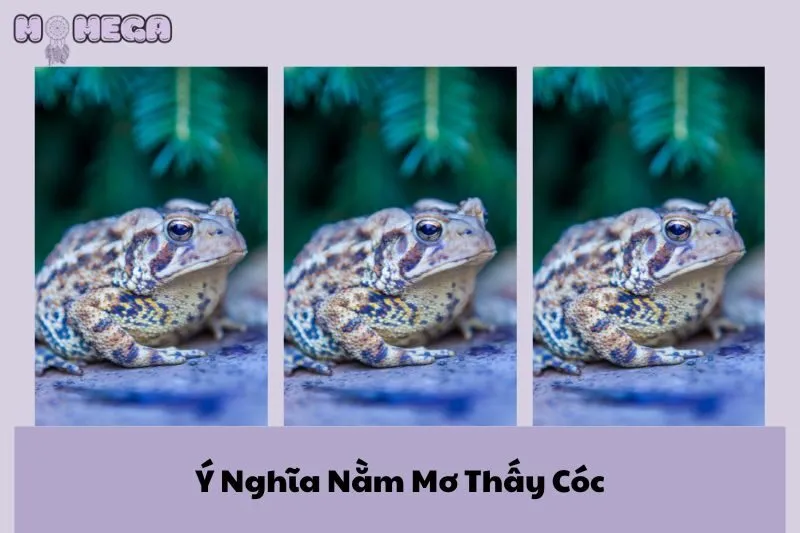 y-nghia-nam-mo-thay-coc-tai-loc-diem-bao-tot-xau-can-biet