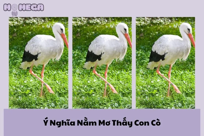 y-nghia-nam-mo-thay-con-co-tu-do-ton-thuong-va-su-chien-thang