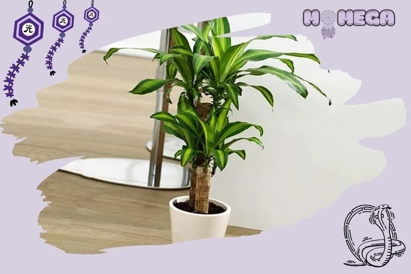 cac-tuoi-va-menh-hop-voi-cay-thiet-moc-lan