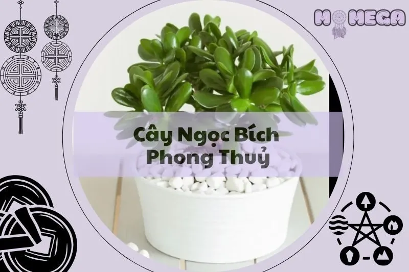 cach-cham-soc-cay-ngoc-bich-phong-thuy-mang-lai-may-man-va-thinh-vuong