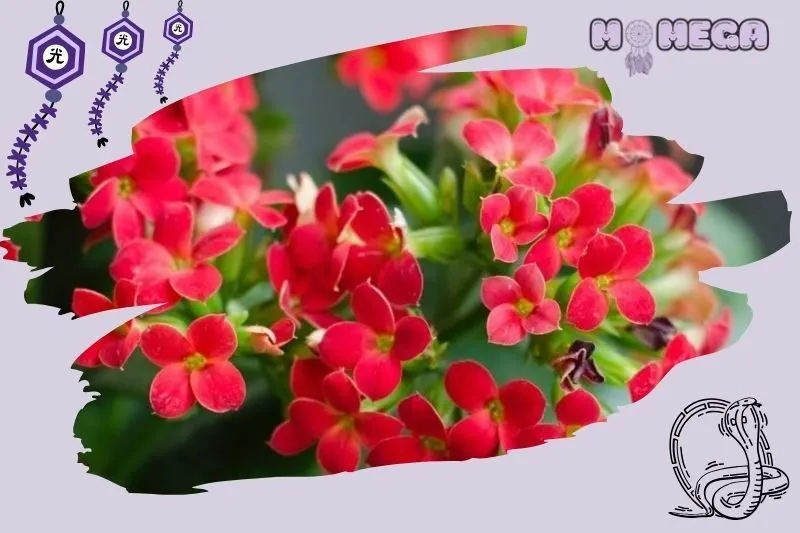 cach-cham-soc-cay-song-doi-de-cay-khoe-manh-va-ra-hoa