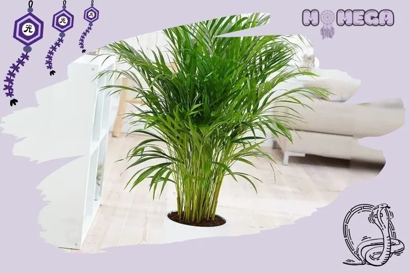 cach-chon-cay-cau-canh-phu-hop-voi-phong-thuy