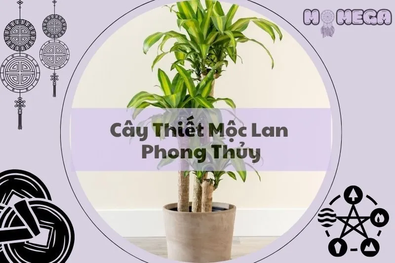 cach-dat-cay-thiet-moc-lan-phong-thuy-mang-lai-may-man-tai-loc