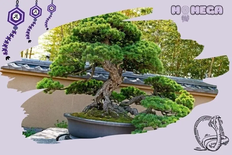 cay-bonsai-phong-thuy-la-gi
