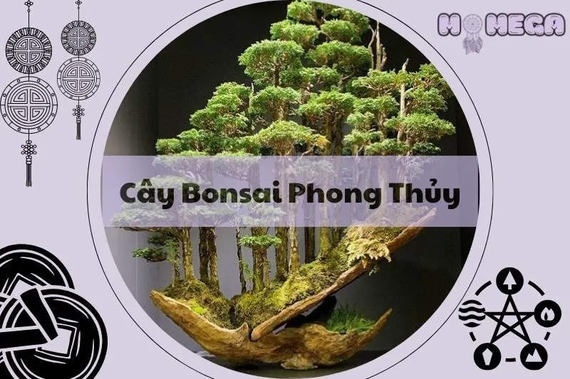cay-bonsai-phong-thuy-y-nghia-va-cach-chon-dang-cay-phu-hop