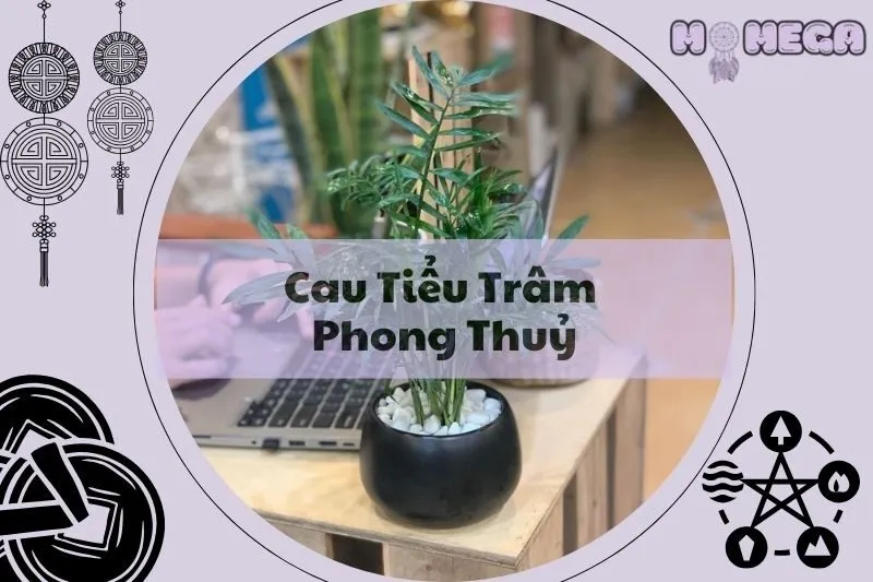 cay-cau-tieu-tram-phong-thuy-bi-mat-mang-lai-tai-loc-va-suc-song