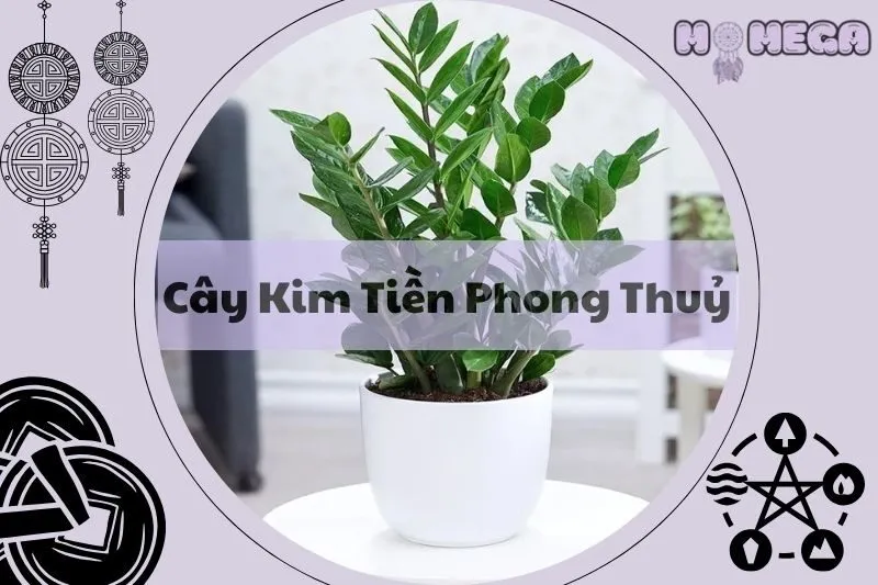 cay-kim-tien-phong-thuy-y-nghia-cach-trong-va-cham-soc