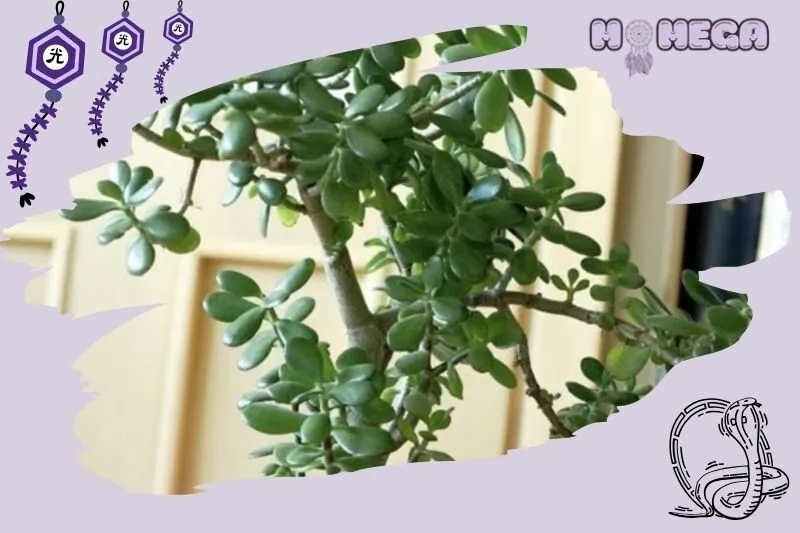 cay-ngoc-bich-phong-thuy-hop-voi-menh-nao