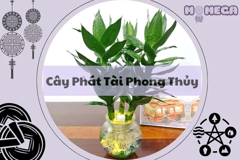 cay-phat-tai-phong-thuy-y-nghia-va-cach-cham-soc-dung-cach