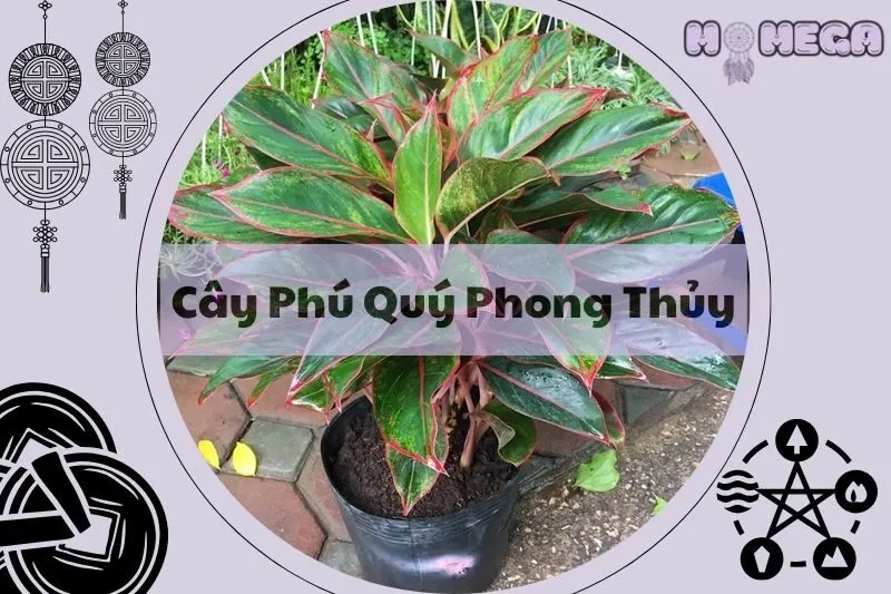cay-phu-quy-phong-thuy-bi-mat-mang-lai-may-man-va-tai-loc-cho-gia-dinh