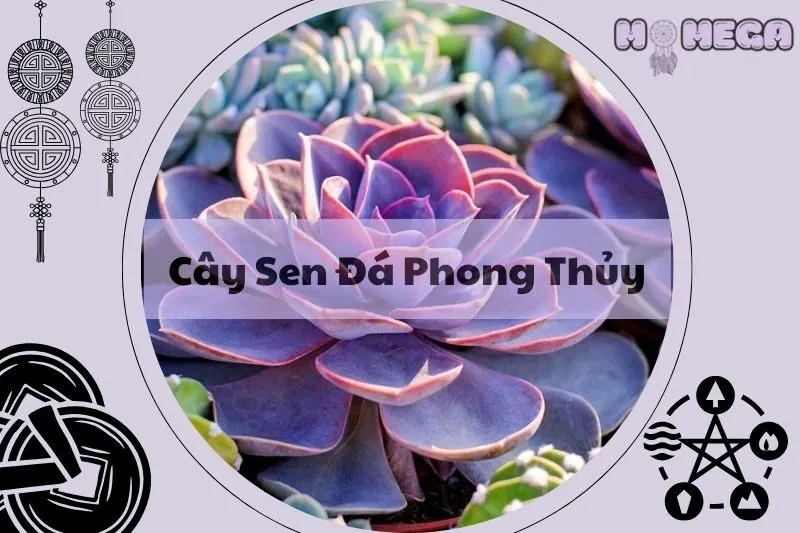 cay-sen-da-phong-thuy-y-nghia-va-bi-quyet-trong-hieu-qua