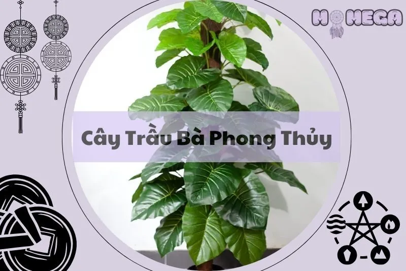 cay-trau-ba-phong-thuy-y-nghia-cach-cham-soc-va-loi-ich