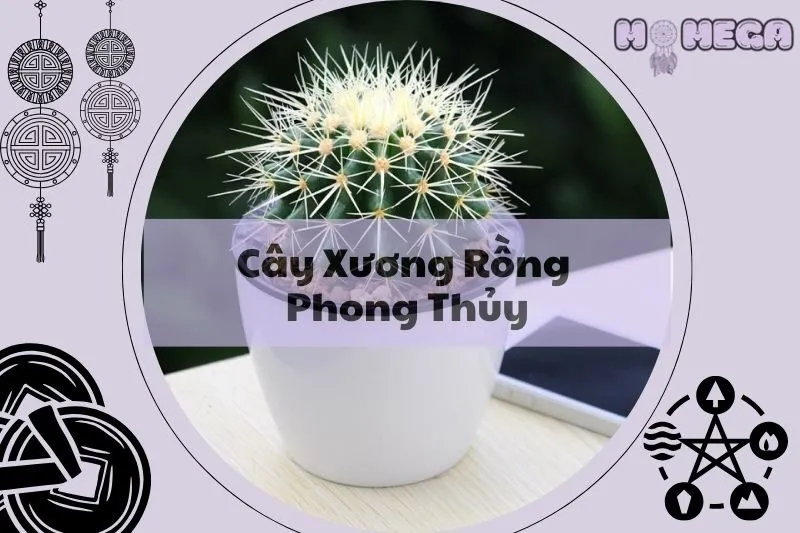 cay-xuong-rong-phong-thuy-vi-tri-dat-cay-va-loi-ich-tu-phong-thuy