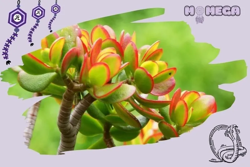 dac-diem-va-chu-ky-phat-trien-cua-cay-ngoc-bich