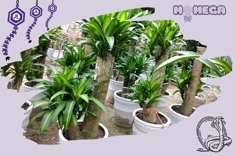 diem-noi-bat-va-dac-diem-nhan-biet-cay-thiet-moc-lan-phong-thuy