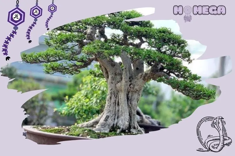huong-dan-cham-soc-cay-bonsai-dung-cach