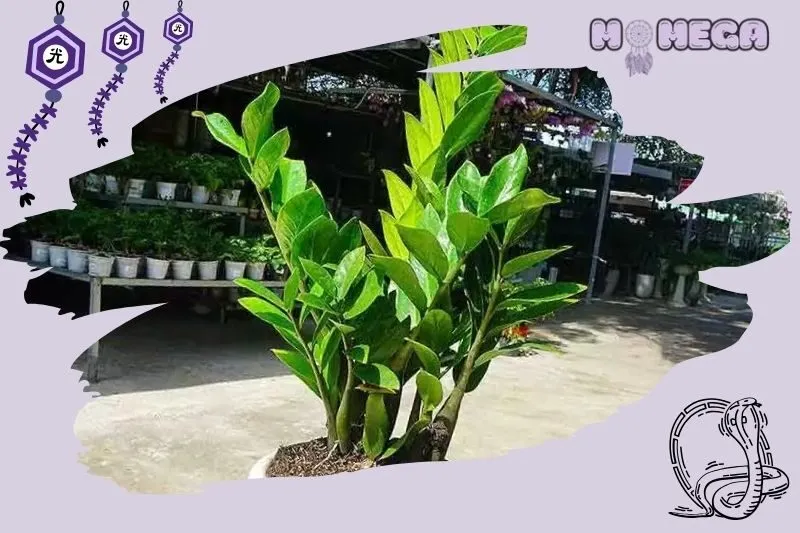 huong-dan-cham-soc-cay-kim-tien-de-luon-tuoi-tot