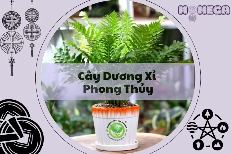kham-pha-cay-duong-xi-phong-thuy-y-nghia-va-cach-dat-chuan