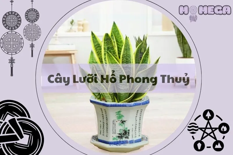 kham-pha-cay-luoi-ho-phong-thuy-bi-quyet-tang-tai-loc-cho-gia-dinh