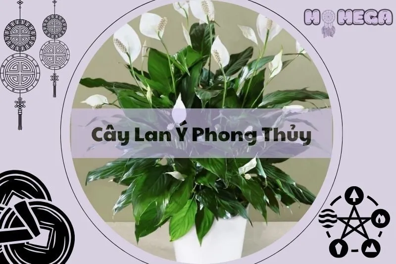 kham-pha-y-nghia-cay-lan-y-phong-thuy-va-loi-ich-trong-cuoc-song