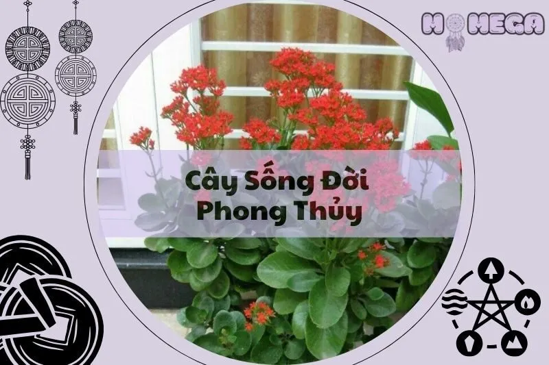 kham-pha-y-nghia-cay-song-doi-phong-thuy-va-cach-cham-soc