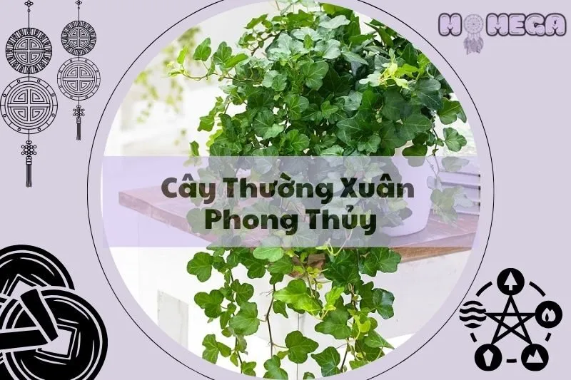 kham-pha-y-nghia-cay-thuong-xuan-phong-thuy-va-cach-trong