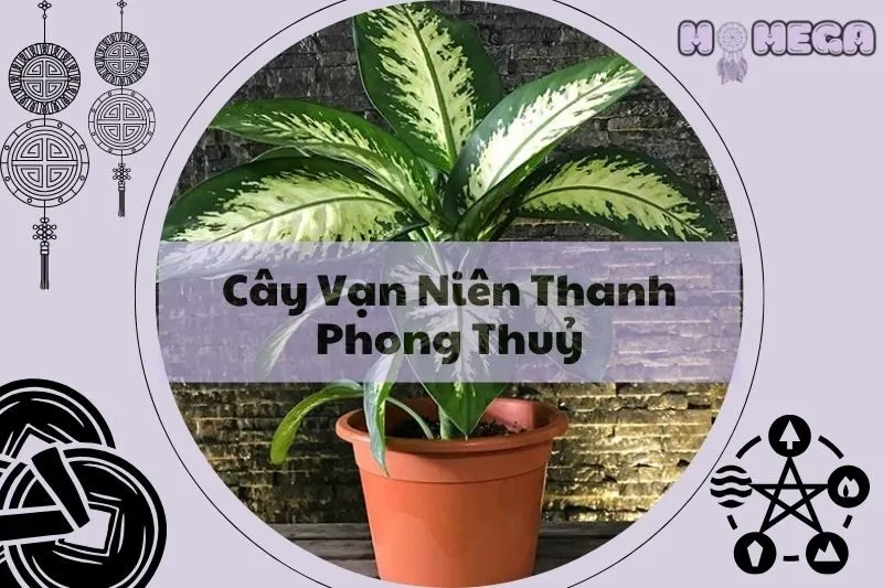 kham-pha-y-nghia-cay-van-nien-thanh-phong-thuy-va-cach-cham-soc