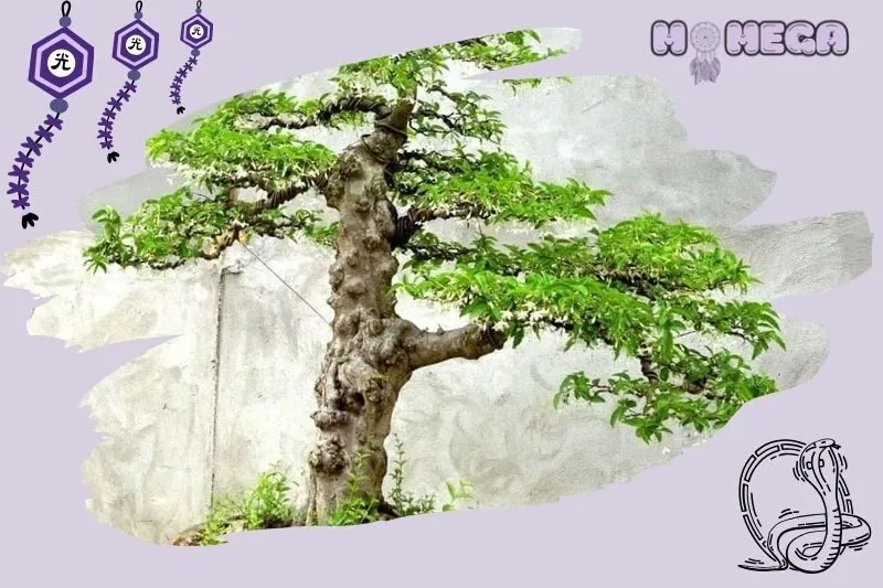 loi-ich-cua-viec-su-dung-cay-bonsai-phong-thuy-trong-khong-gian-song