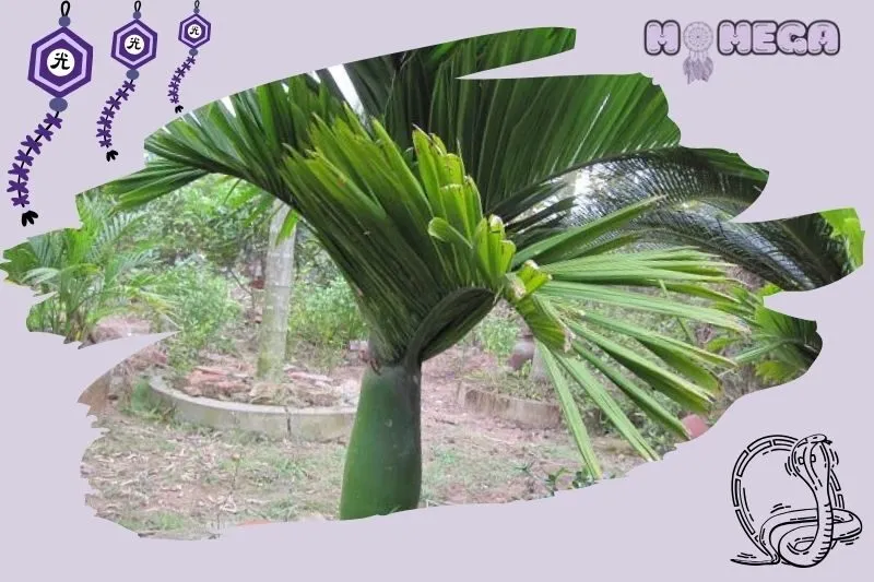 nhung-cau-hoi-thuong-gap-ve-cay-cau-canh-phong-thuy