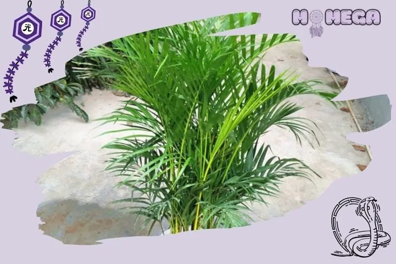 y-nghia-phong-thuy-cua-cay-cau-canh