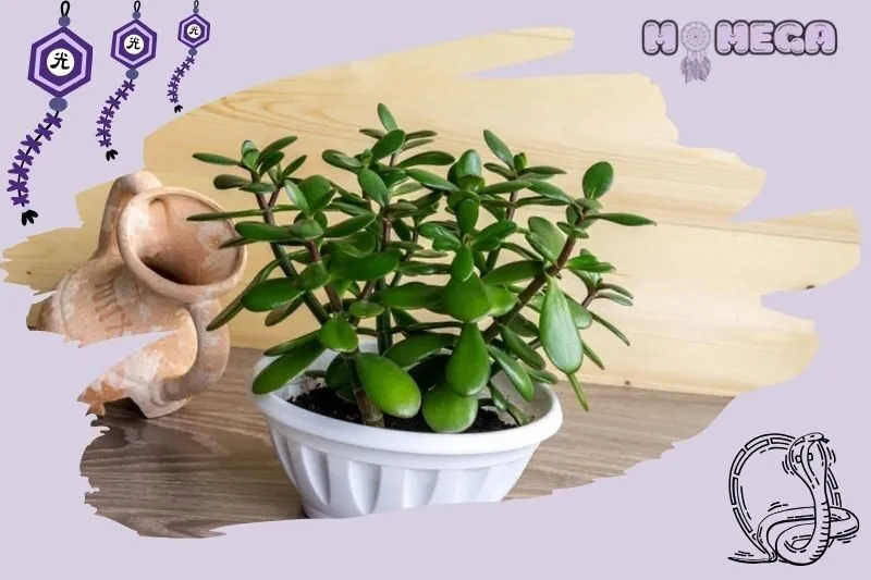 y-nghia-phong-thuy-cua-cay-ngoc-bich