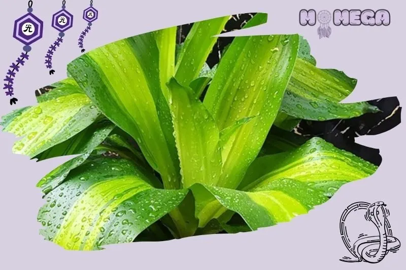 y-nghia-phong-thuy-cua-cay-thiet-moc-lan