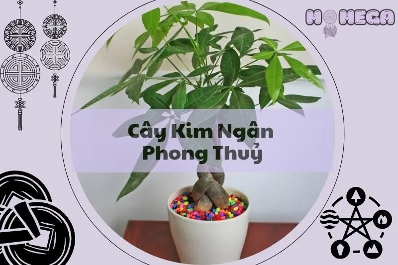 y-nghia-va-cach-cham-soc-cay-kim-ngan-phong-thuy-hop-menh