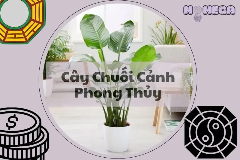 cay-chuoi-canh-phong-thuy-y-nghia-cach-trong-va-cham-soc-trong-nha
