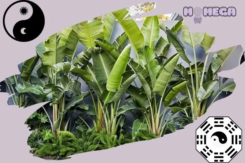 cay-chuoi-canh-phong-thuy-y-nghia-va-loi-ich-doi-voi-gia-dinh