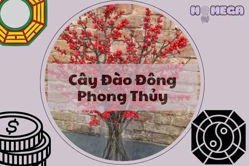 cay-dao-dong-phong-thuy-bi-mat-dang-sau-loai-hoa-do-tuoi