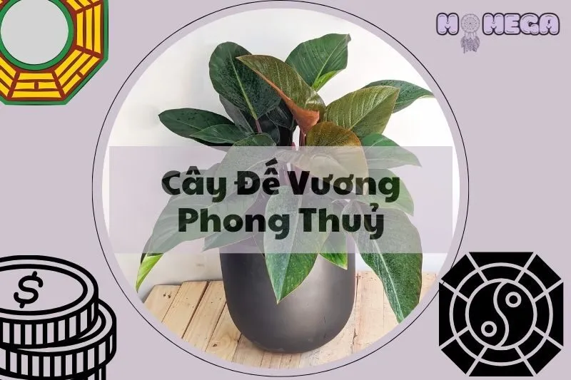 cay-de-vuong-phong-thuy-y-nghia-cach-trong-va-cham-soc
