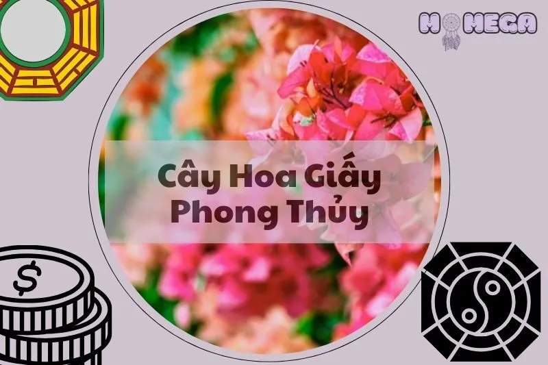 cay-hoa-giay-phong-thuy-y-nghia-cach-trong-va-ung-dung-trong-doi-song